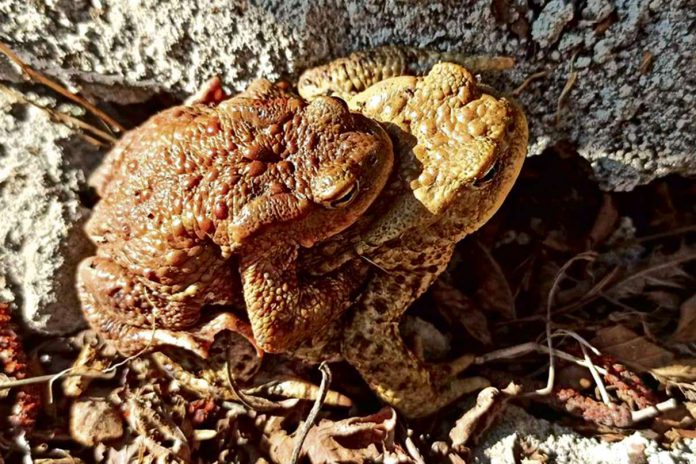 Gmina Gnojnik - ratują żaby