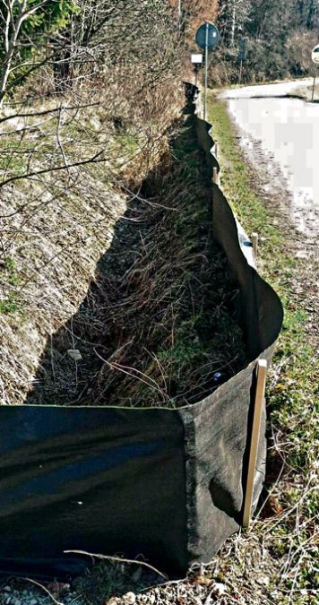 Gmina Gnojnik - ratują żaby