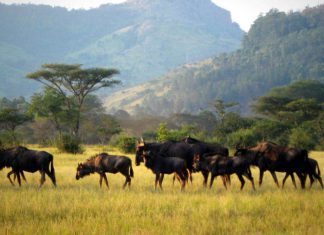 Kraina małego ognia