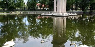 Łabędź w Parku Strzeleckim