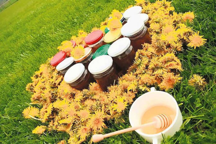 Miód z mniszka Miód z mniszka