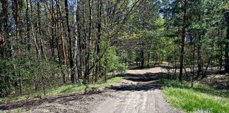 Rozjeżdżają podtarnowskie lasy