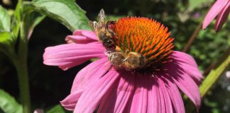 Światowy Dzień Pszczół