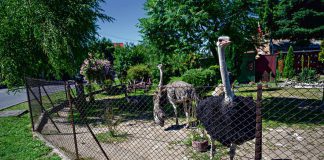 Hodowla strusi w Koszycach Wielkich