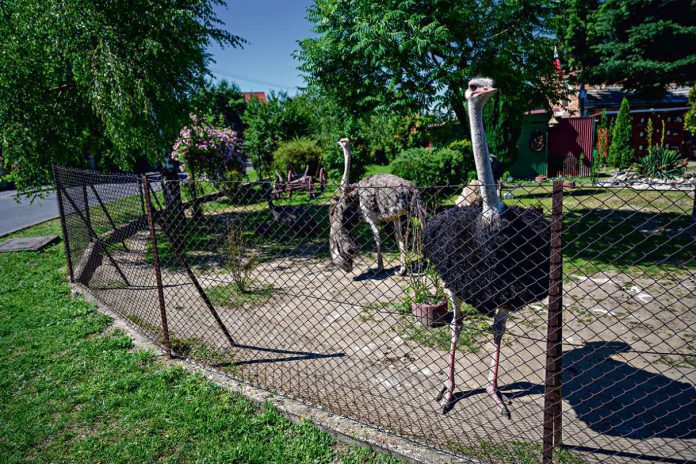 Hodowla strusi w Koszycach Wielkich