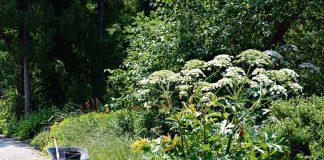 Walka z barszczem Sosnowskiego