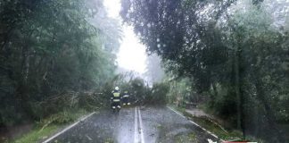 Burza w powiecie tarnowskim. Powalone drzewa i uszkodzone dachy w Nowej Jastrząbce