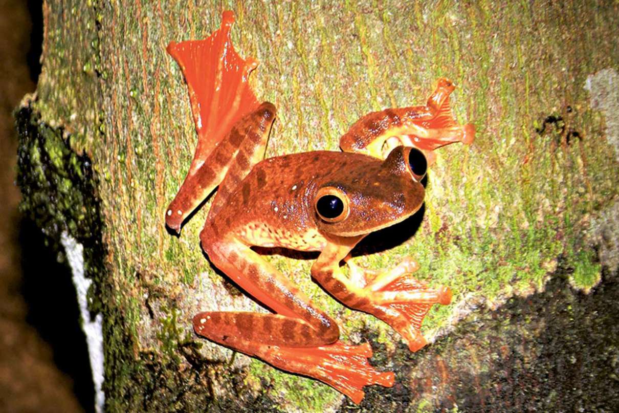 Las z żabiej perspektywy