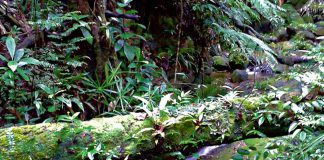 Las z żabiej perspektywy