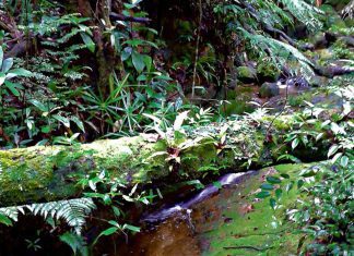 Las z żabiej perspektywy