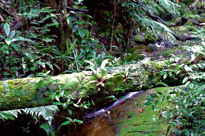 Las z żabiej perspektywy