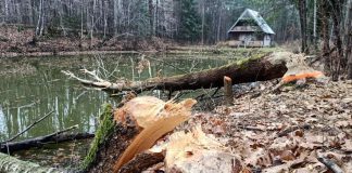 Bobry Jodłówka Wałki