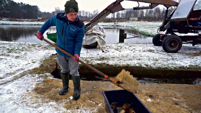 Karpie z okolicznych lasów
