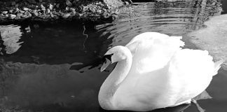 Łabędź Park Strzelecki