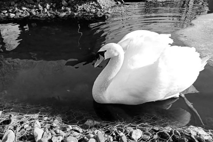 Łabędź Park Strzelecki