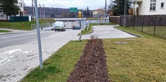Nowe nasadzenia ul. Dąbrowskiego