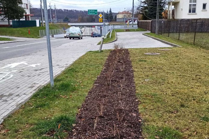 Nowe nasadzenia ul. Dąbrowskiego