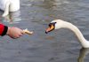 Chleb szkodzi ptakom Dokarmianie łabędzi