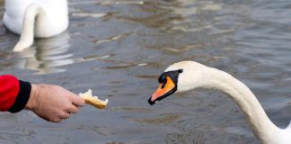 Dokarmianie łabędzi