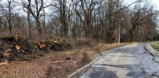 Wycinka drzew ul. Pasterska