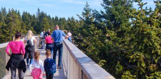 Ścieżka w koronach drzew