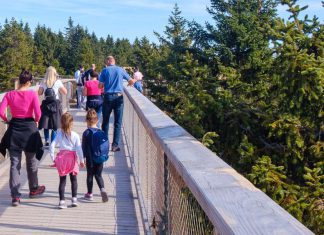 Ścieżka w koronach drzew