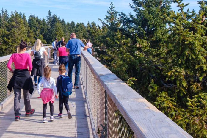 Ścieżka w koronach drzew