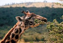 Wokół żyrafy Żyrafa