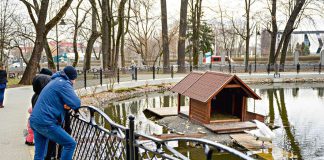Miasto apeluje do mieszkańców o niedokarmianie ptaków zasiedlających m.in. staw w Parku Strzeleckim