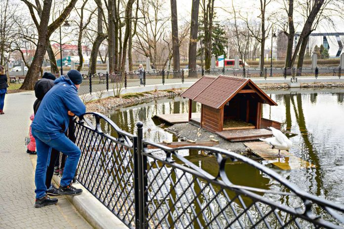Miasto apeluje do mieszkańców o niedokarmianie ptaków zasiedlających m.in. staw w Parku Strzeleckim