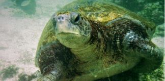 Spotkania z żółwiami