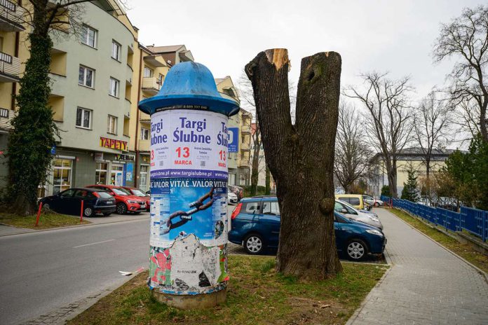 Tarnów wycięto pomnik przyrody