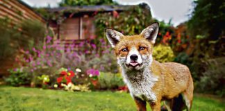 Chodzi lis po osiedlu