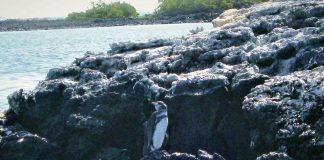 Inny świat pingwinów