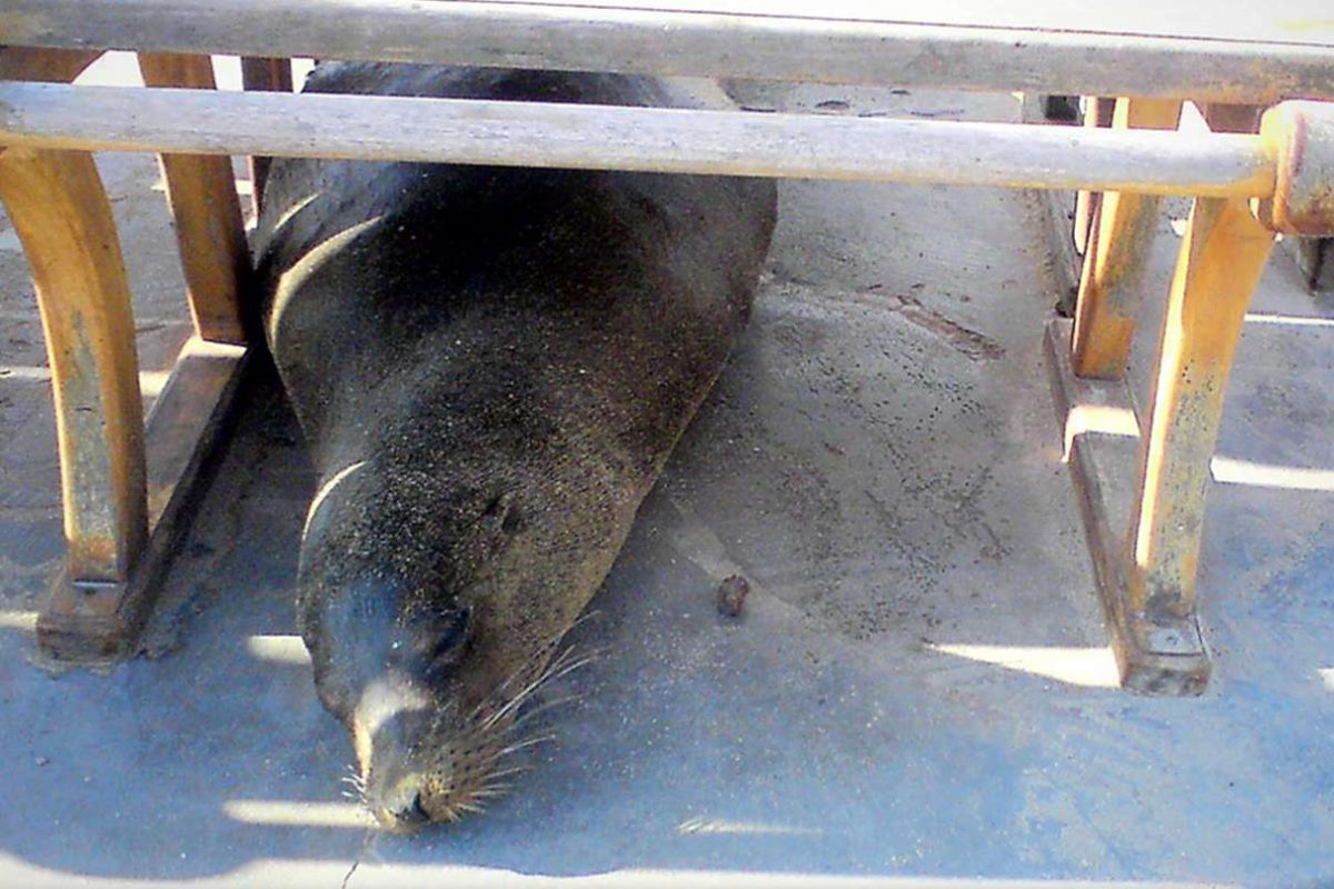 Uchatka na przystanku