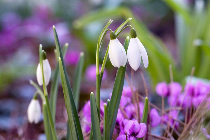 Wiosenne przesilenie