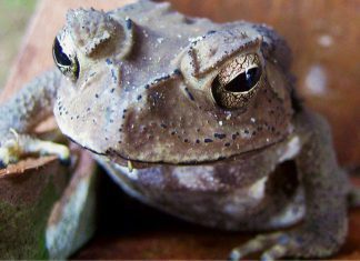 Domowa ropuszka