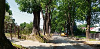 Mieszkańcy proponują wycięcie wiekowych drzew, aby poprawić widoczność na drodze