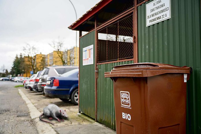 Tarnów - pełne i brudne pojemniki BIO wabią szczury