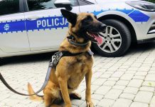 Pies policyjny