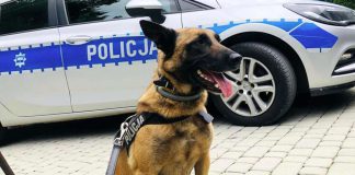 Pies policyjny