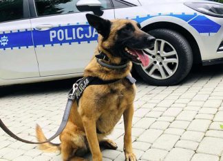 Pies policyjny