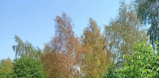 Podeschnięte brzozy