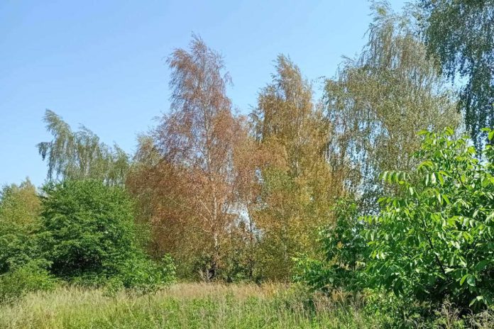 Podeschnięte brzozy