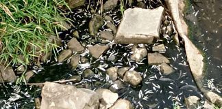 Martwe ryby w Mościcach