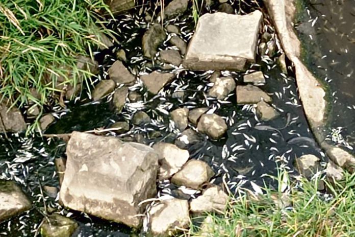 Martwe ryby w Mościcach