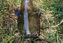 Sum złowiony w Komorowie na karpiową kulkę proteinową