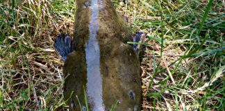 Sum złowiony w Komorowie na karpiową kulkę proteinową