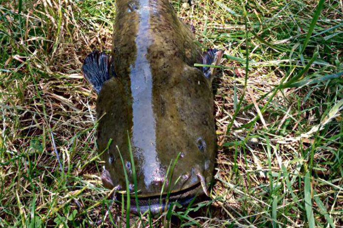 Sum złowiony w Komorowie na karpiową kulkę proteinową