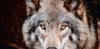 Wilki w Lasach Wierzchosławickich. Czyhały na pasące się bydło